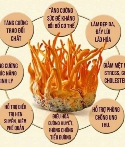 Cung Cấp Sỉ Lẻ Đông Trùng Hạ Thảo