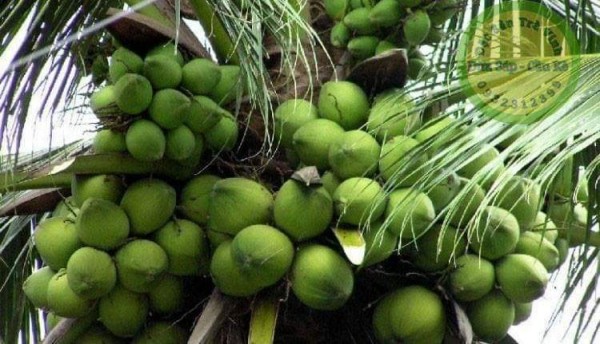 Quán ăn, ẩm thực: Cung Cấp Sỉ, Lẻ Dừa Sáp 1%20(2)(35)