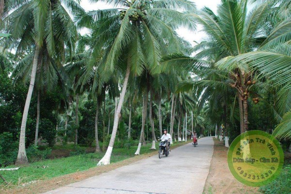 Quán ăn, ẩm thực: Cung Cấp Sỉ, Lẻ Dừa Sáp 1%20(3)(31)